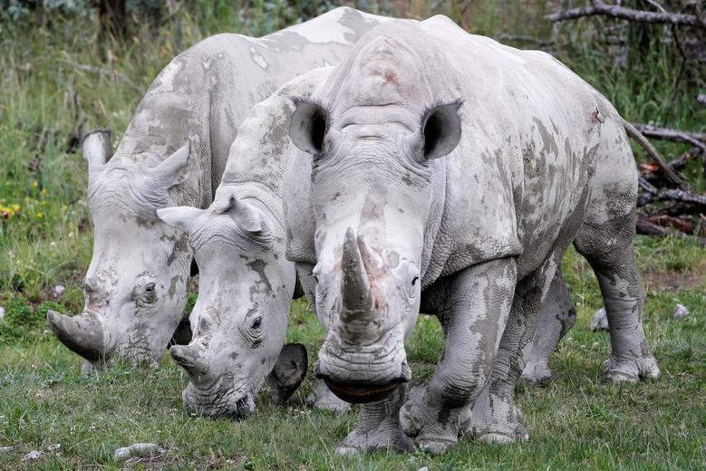 Rhinoceroses stand at the Lewa Savanne area at the re-opened Zoo Zurich, as Switzerland continues to ease lockdown measures, in Zurich, Switzerland. REUTERS/Arnd Wiegmann